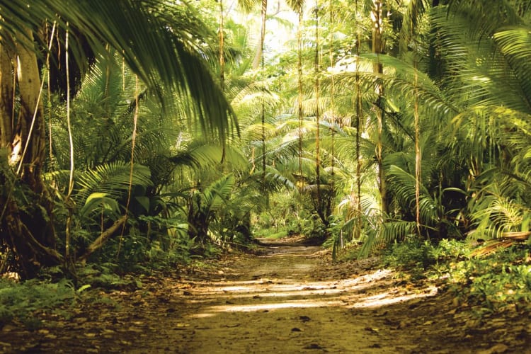 forest
