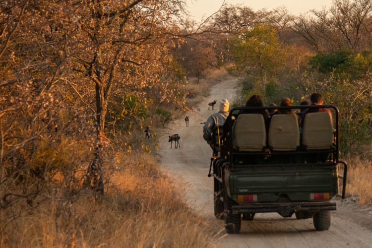 Game Drive Saseka