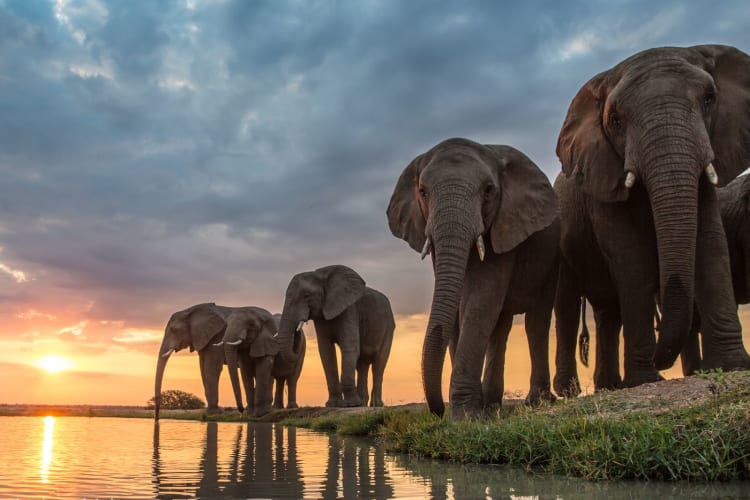 Jabulani elephant sunset