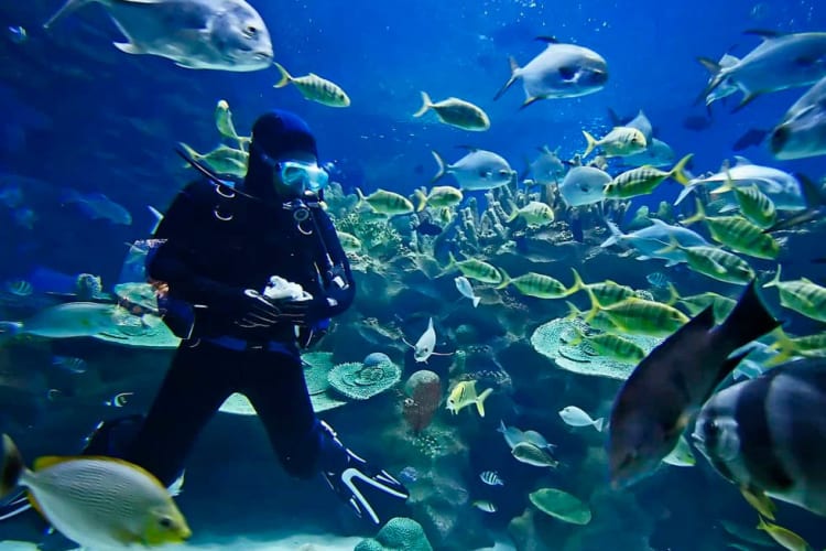 Diving