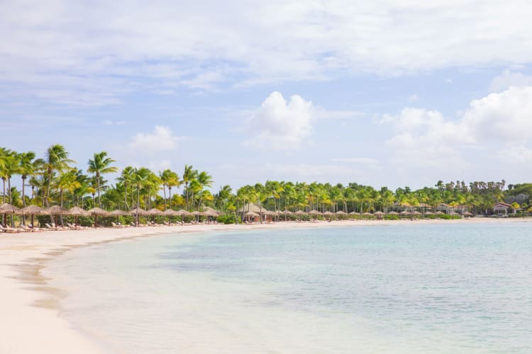 Beach and palm trees