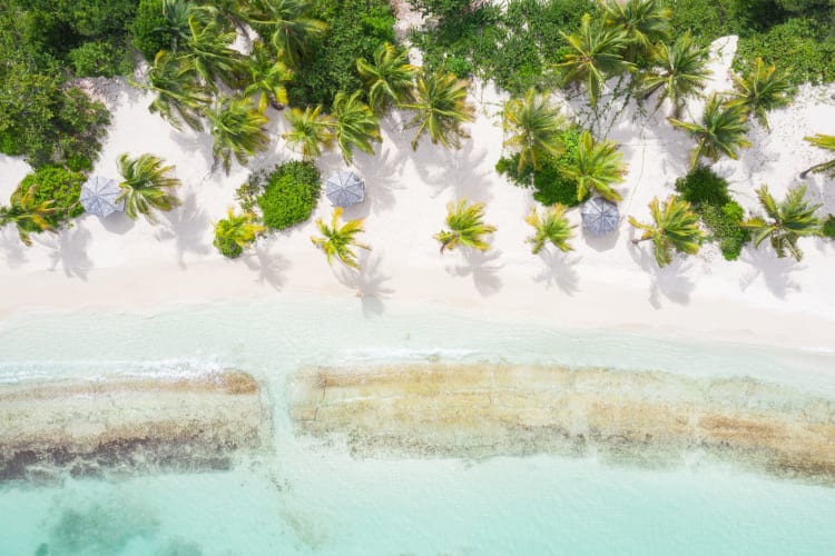 Aerial palms