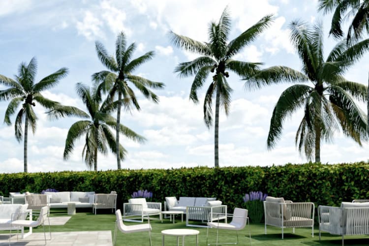 Palms