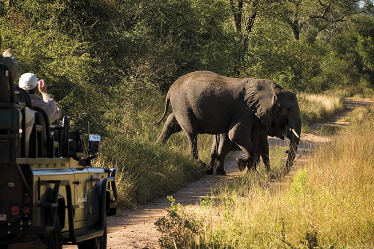 Lion Sands River Lodge Elephants
