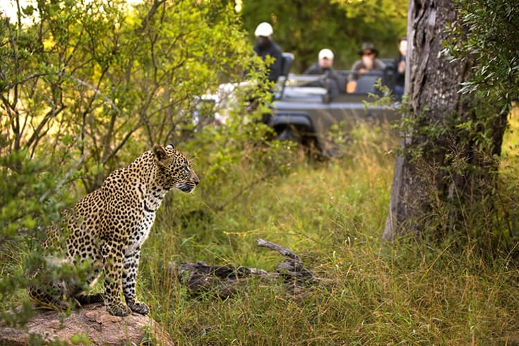 Lion Sands Tinga Lodge Leopard
