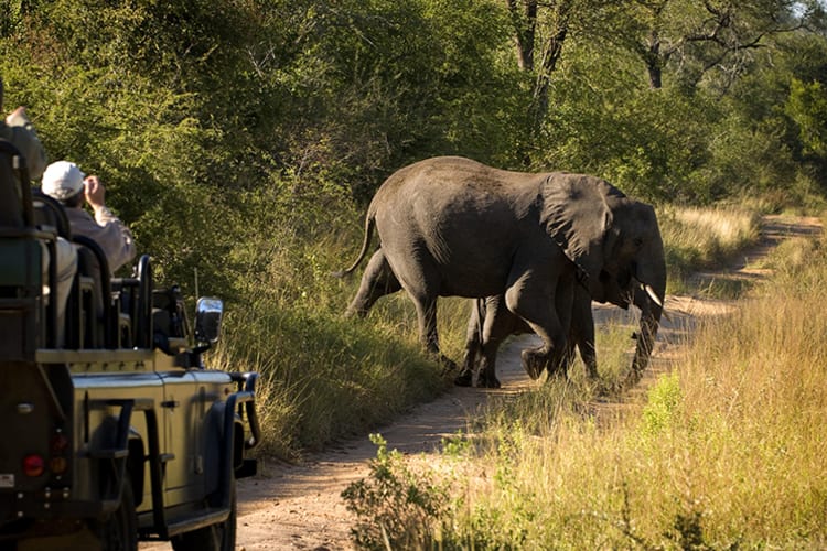 Lion Sands Narina Lodge Elephant