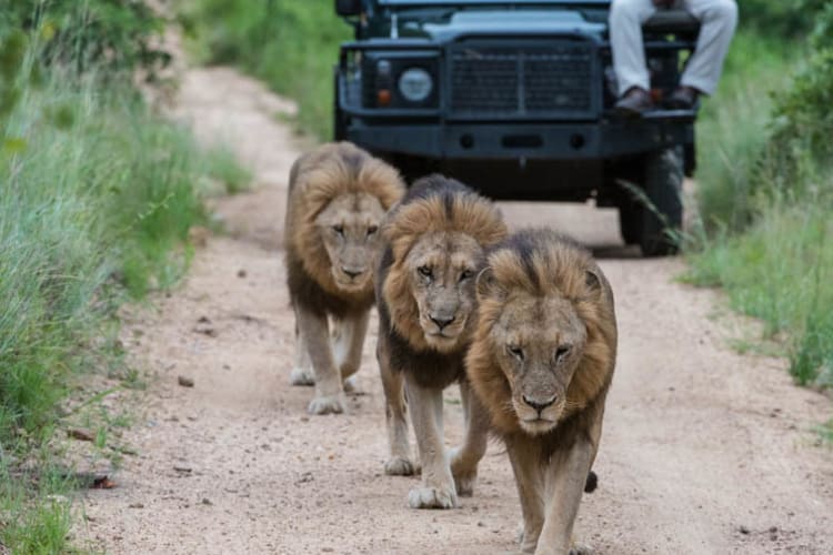 Sabi Sabi Bush Lodge Safari