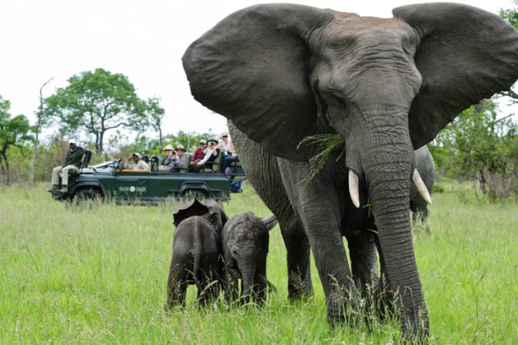 Sabi Sabi Little Bush Camp Safari