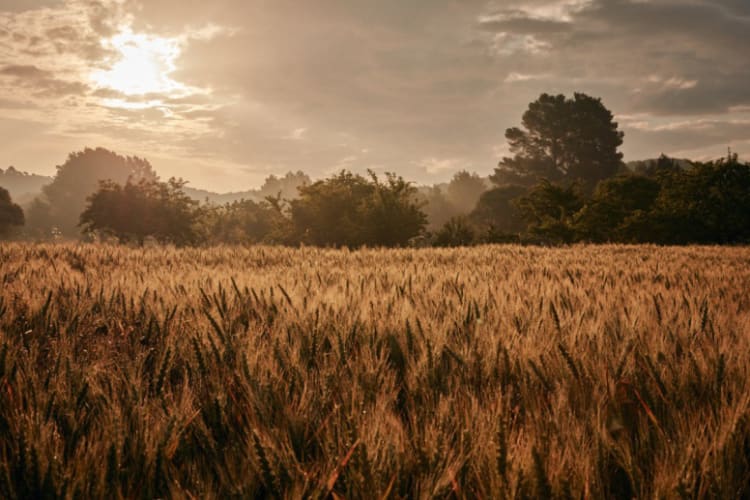 The Farm