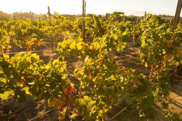 Vineyard
