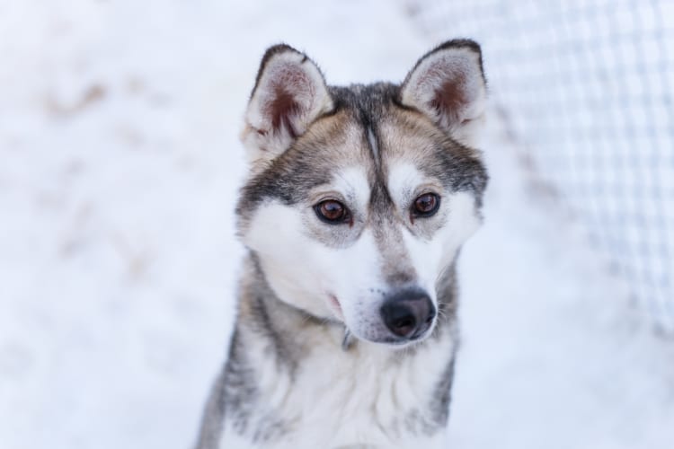 Husky