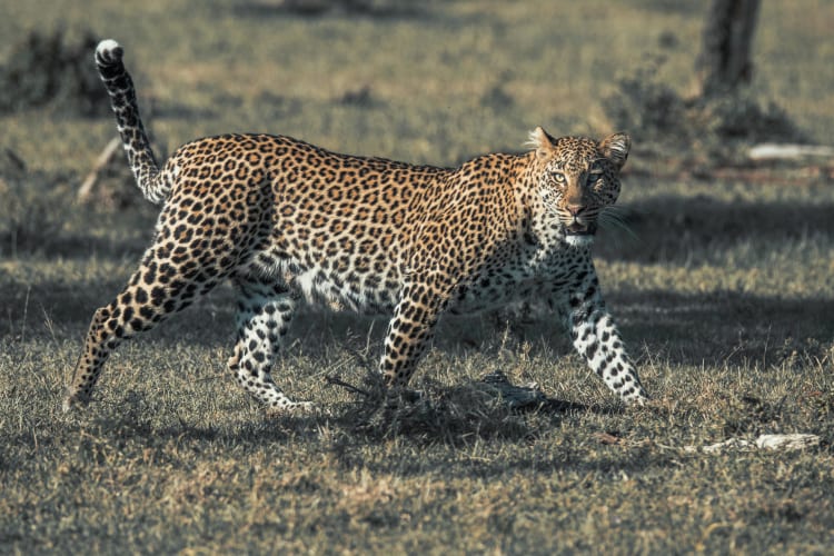 Leopard