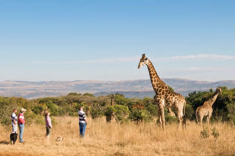 Bush Walk Giraffe