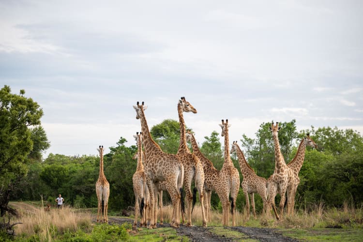 Bush Walk Herd of Giraffe