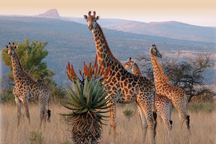 Isandlwana Mountain View