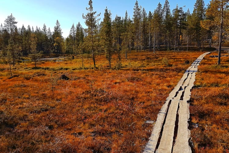 Hiking muotka autumn wildernesshotels