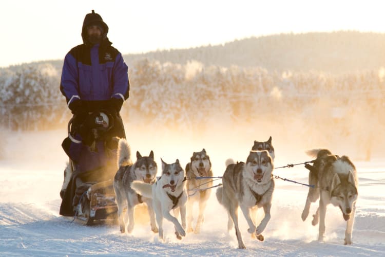 Husky Safari at Wilderness Hotels