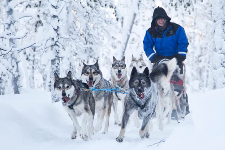 Husky Safari Experience
