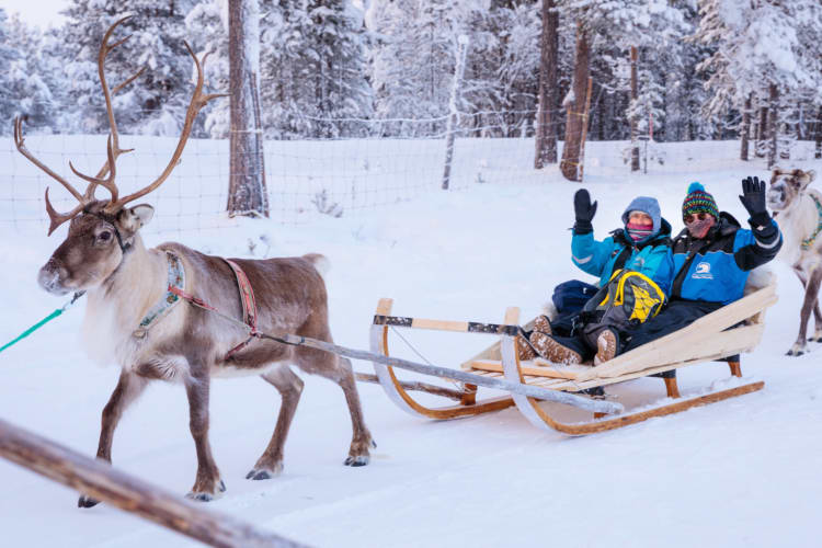 Reindeer Farm at Wilderness Hotel