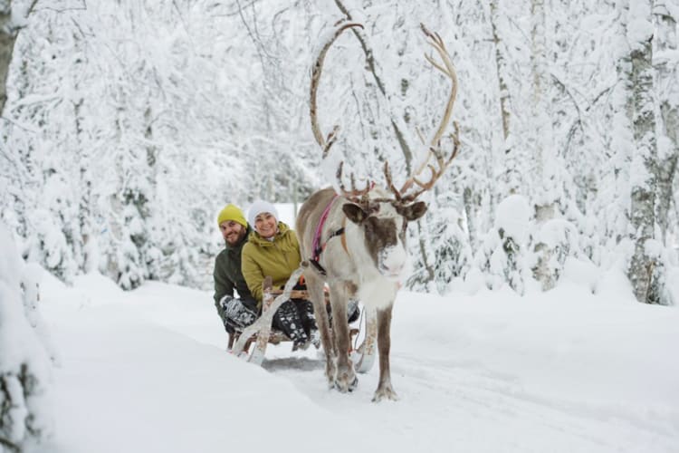 Reindeer Safari Experience with Arctic TreeHouse Hotel