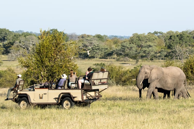 Elephant introduction