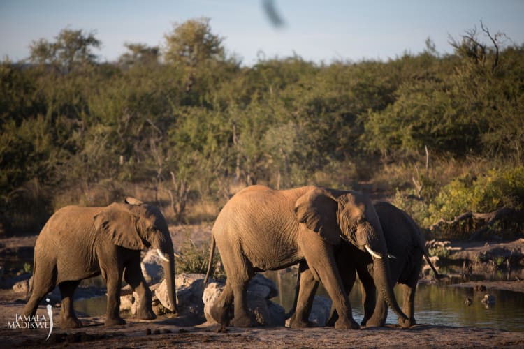Jamala Elephants