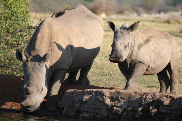 Rhino