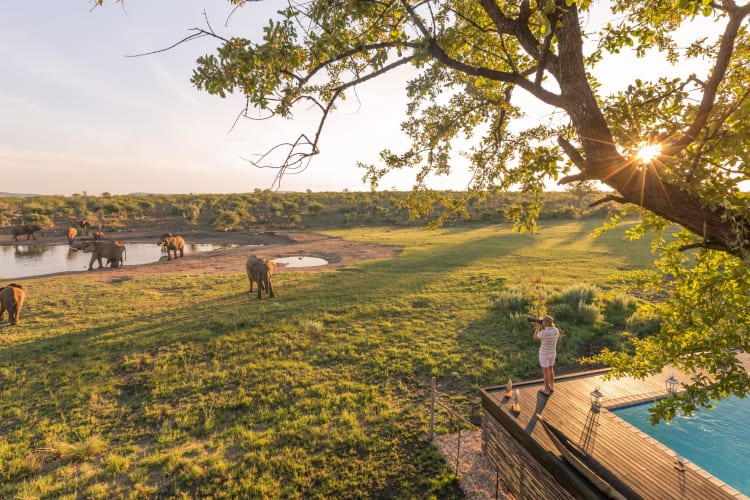 Waterhole View with Elephants at Jamala