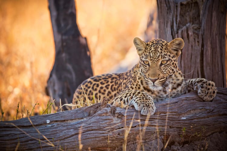 Leopard