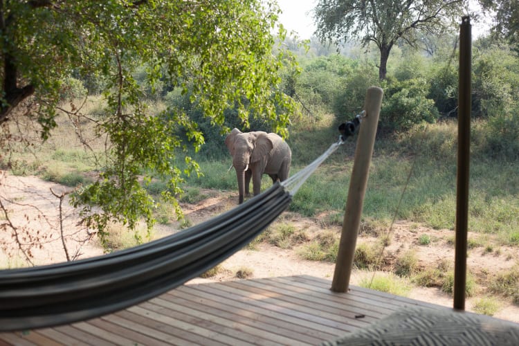 Elephant In Front of Luxury Tent