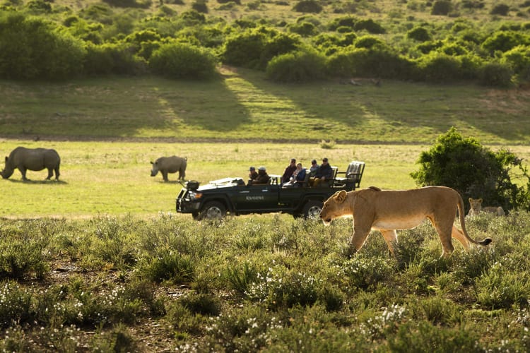 Twice Daily Game Drives