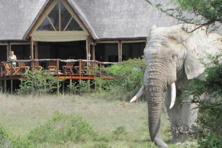 Deck View Elephant