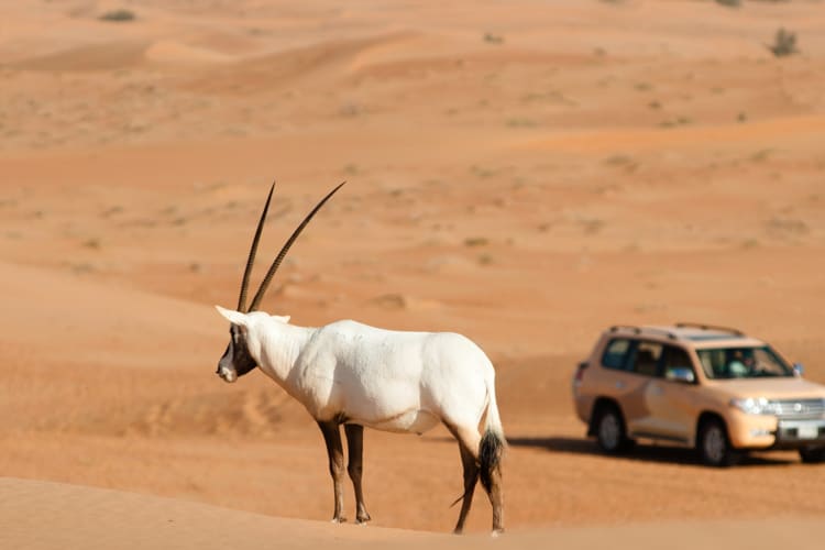 Oryx