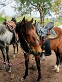 Imagen 7 de Cabalgata