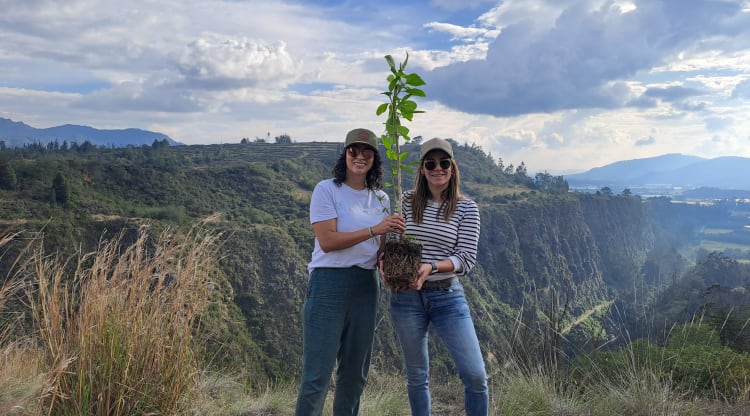 Árbol plantado