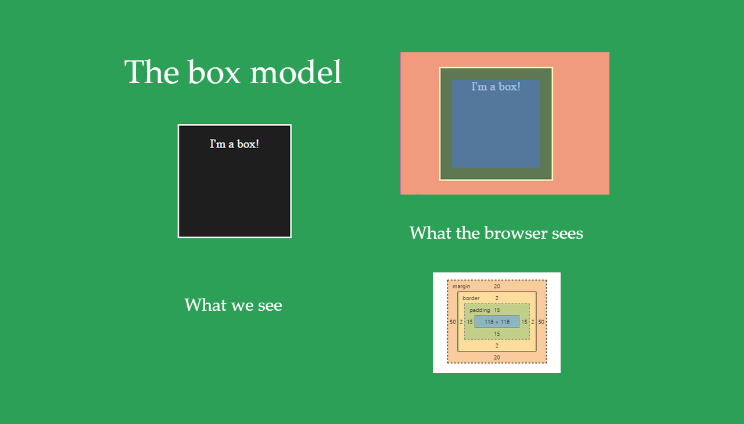 The box model