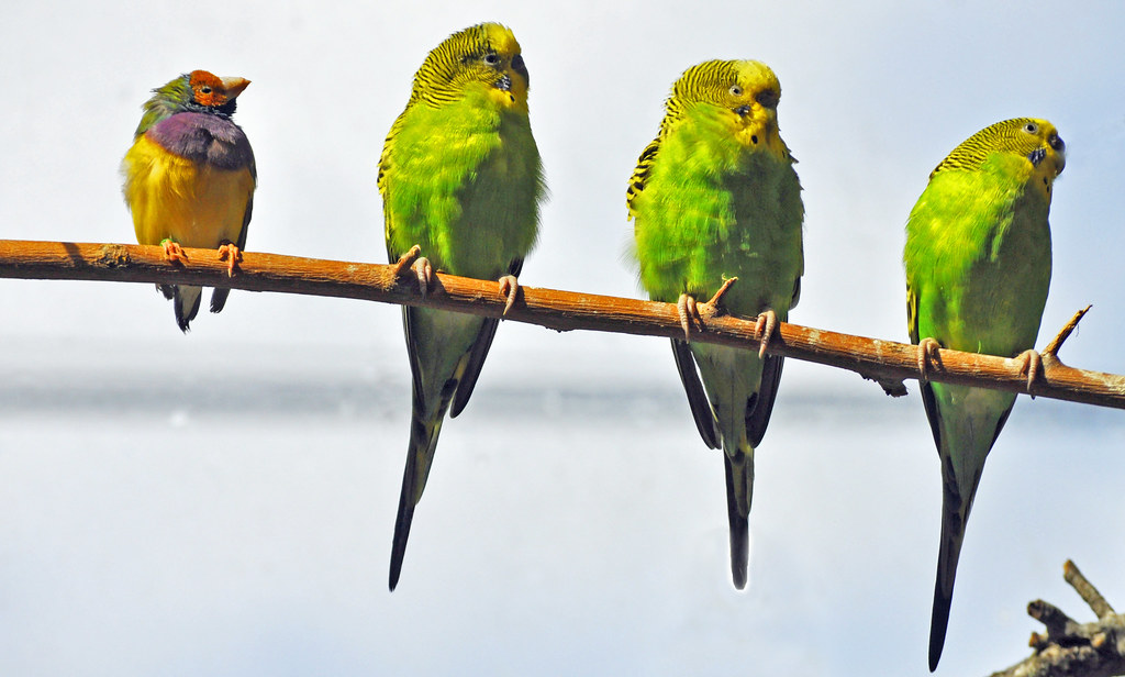 Four birds on a branch. Three are mostly green and of the same species. The fourth is a different species and more rainbow in color.