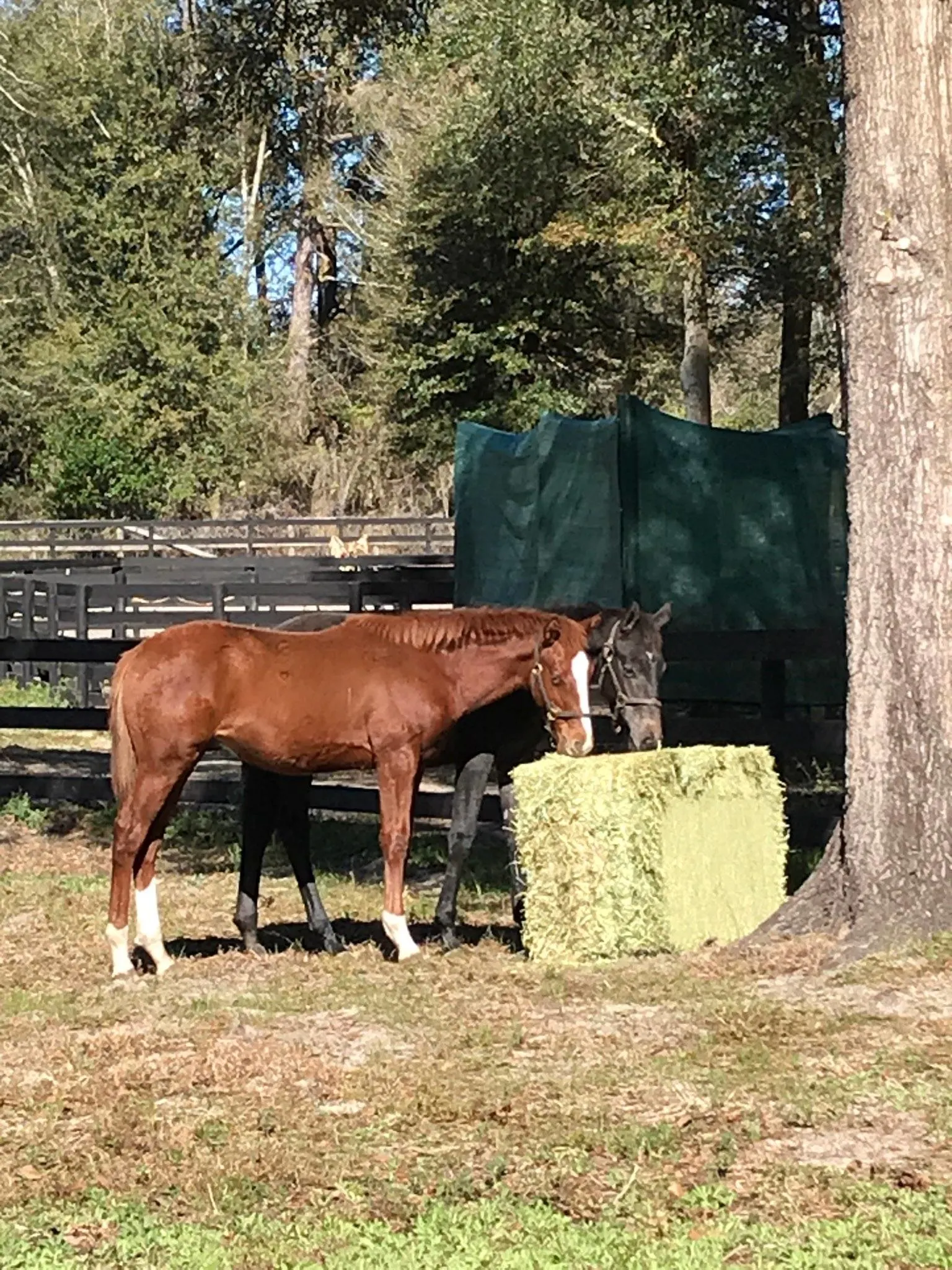 Red Fox Run Farm - The Chronicle of the Horse
