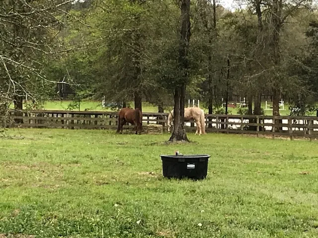 Red Fox Run Farm - The Chronicle of the Horse