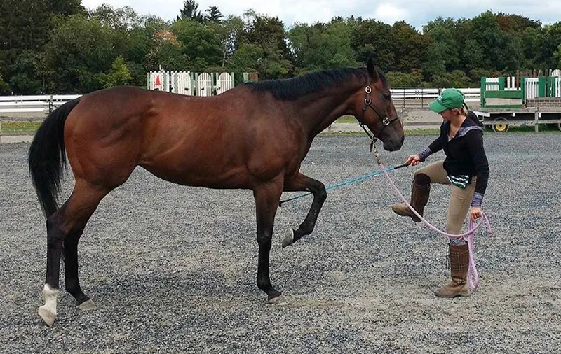 USA Equestrian Trust Opens 2019 Grants Program For Equine NonProfits