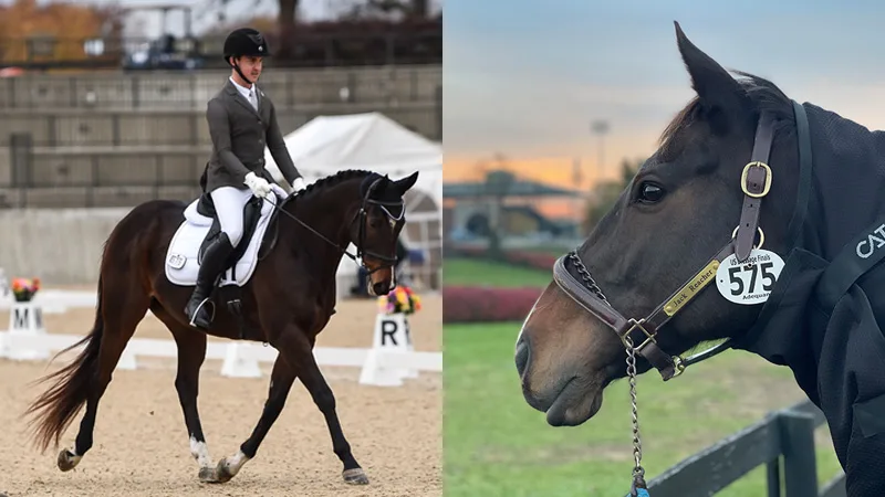 やっちゃん 様 thoroughbred Back From The Brink: OTTB Overcomes The Odds To Reach US Dressage