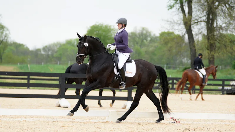 Value, Cost And The Art Of Pricing A Horse - The Chronicle of the Horse