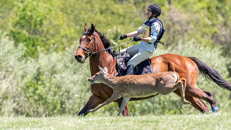 Behind The Photo: Oh, Deer! This Was NOT On The Course Walk - The ...