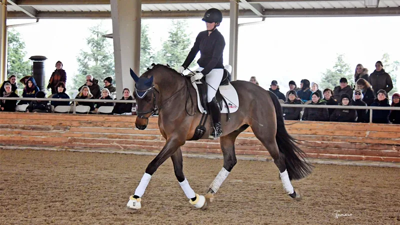 With Young Horses, Allow Mistakes And Learn From Them Say David