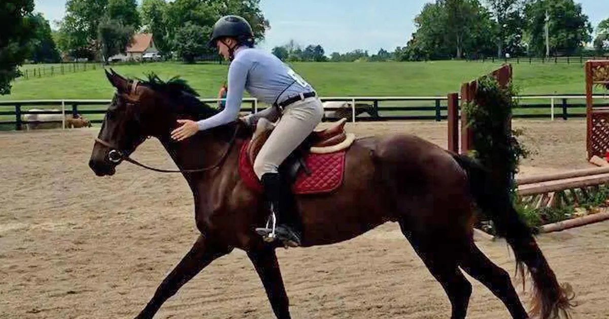 Horse Training Diary