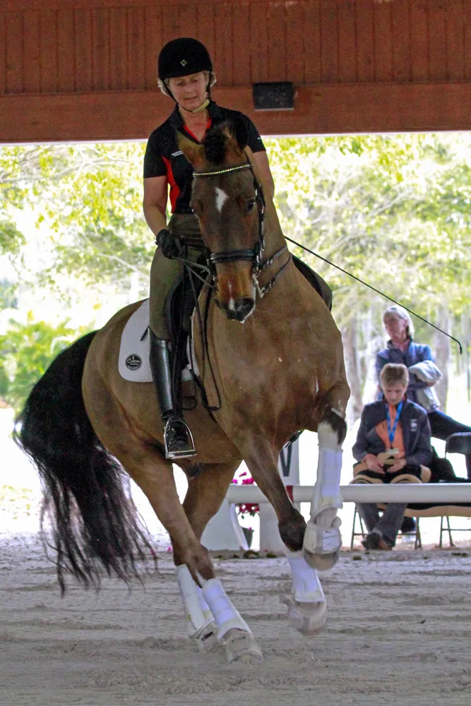 Stephens Training Bridle With Clips 