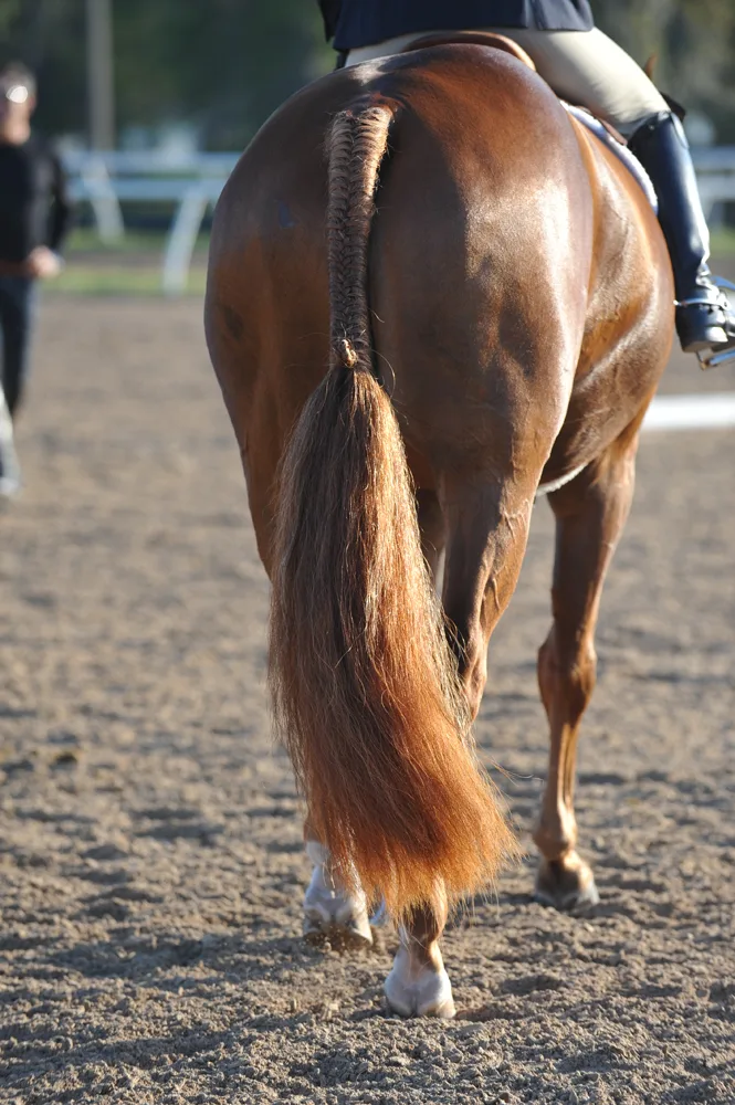 A Horse Tail Bag is the best for growing a thick and long tail