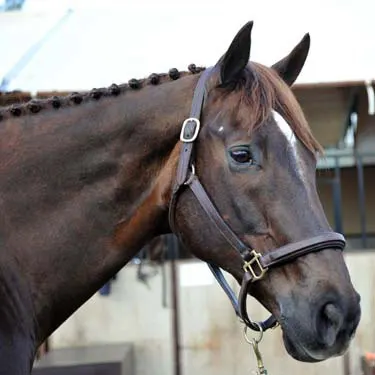 Behind the Stall Door With: La Biosthetique Sam FBW - The Chronicle of the  Horse