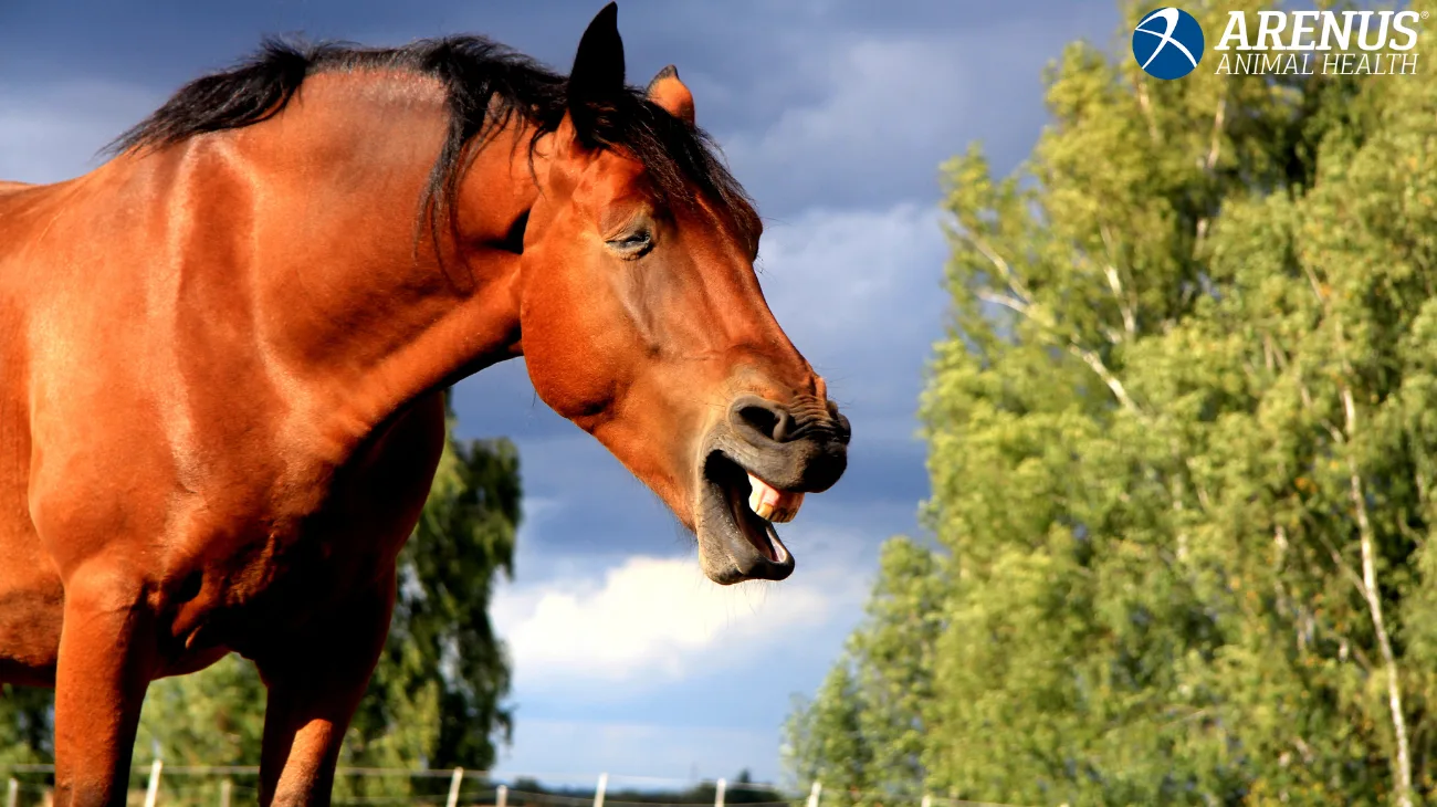 Equine Asthma Are Steroids the Only Option? The Chronicle of the Horse