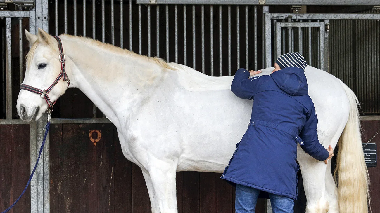 Fear Free Training Is Creating Happier Horses And Safer Veterinarians Fear free training is creating happier horses and safer veterinarians